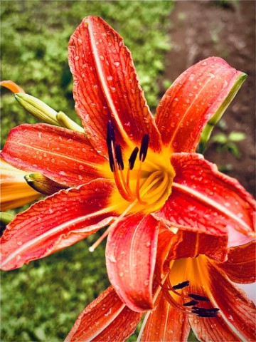 Image of The Dew of the Wild Day Lily by Marlea Cornett from Hazard